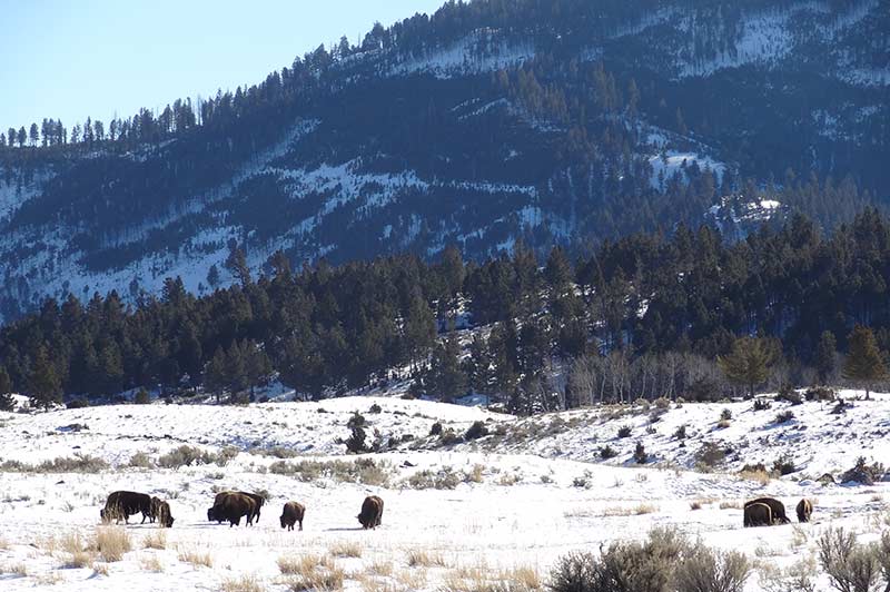 Yellowstone Bison in snow
