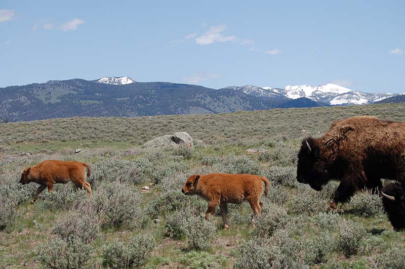 Yellowstone Tour-bison/buffalo Picture