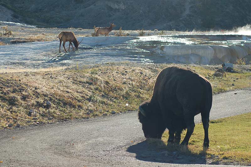 Bison while touring Yellowstone