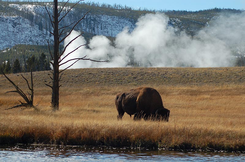 Yellowstone geyser and Buffalo/bison