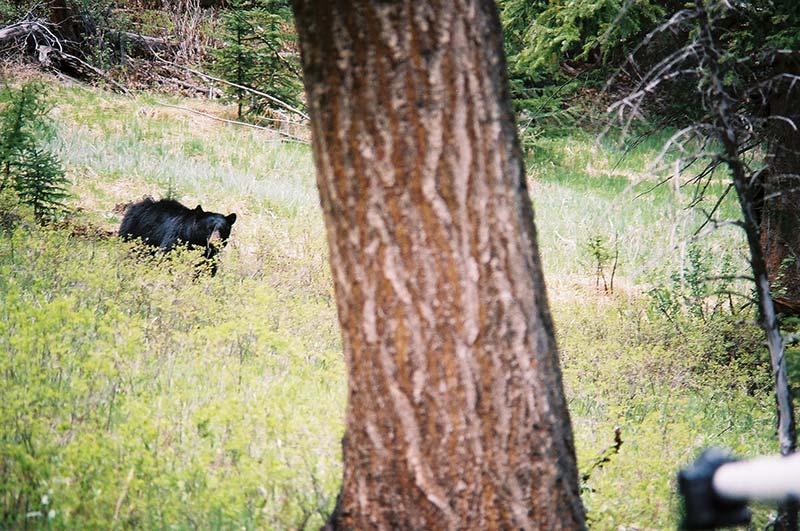 Bear in Yellowstone