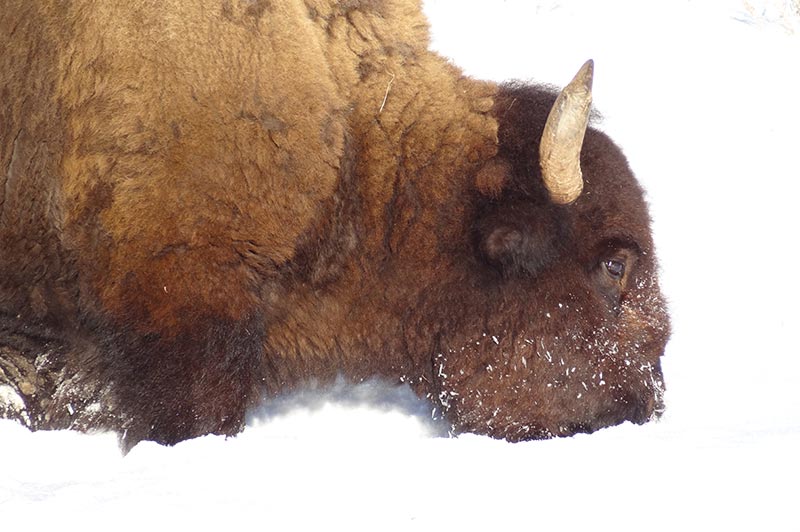 Yellowstone tour, bison in snow