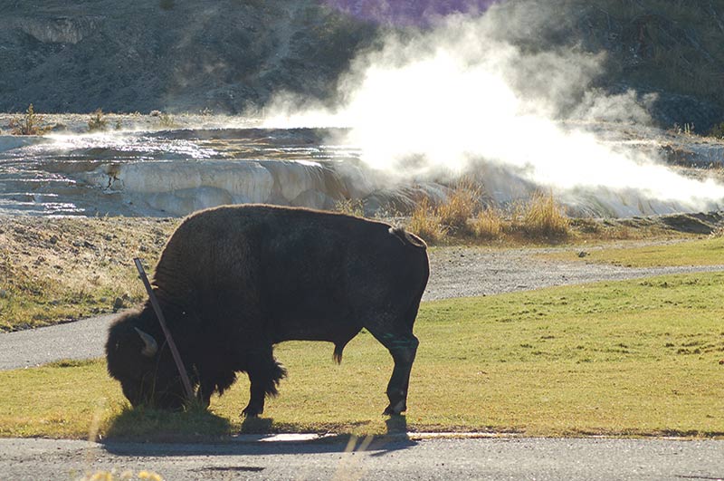Yellowstone Bison/buffalo pictures