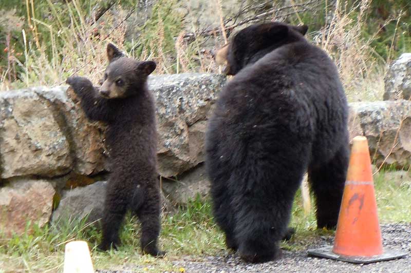 Black bear in Yellowstone