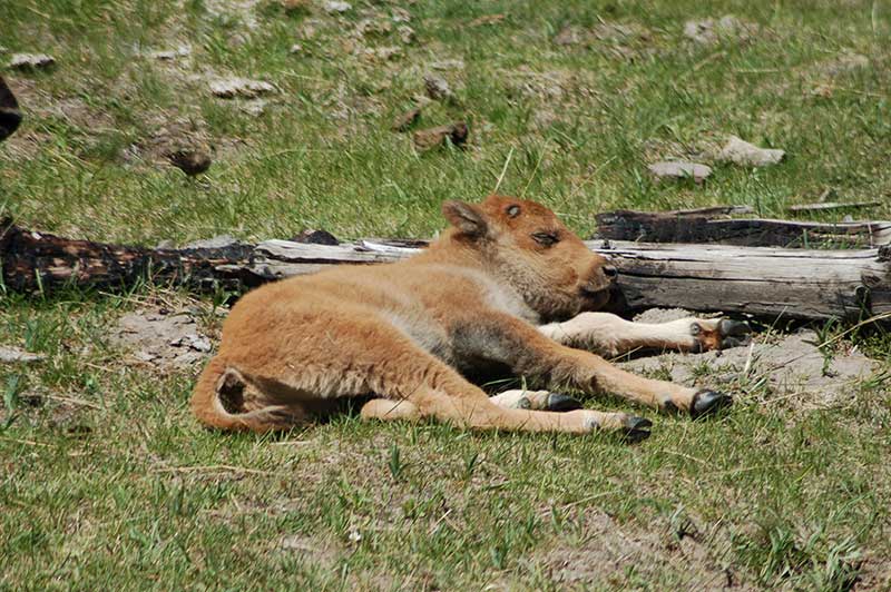 Calf Bison Resting in Yellowstone