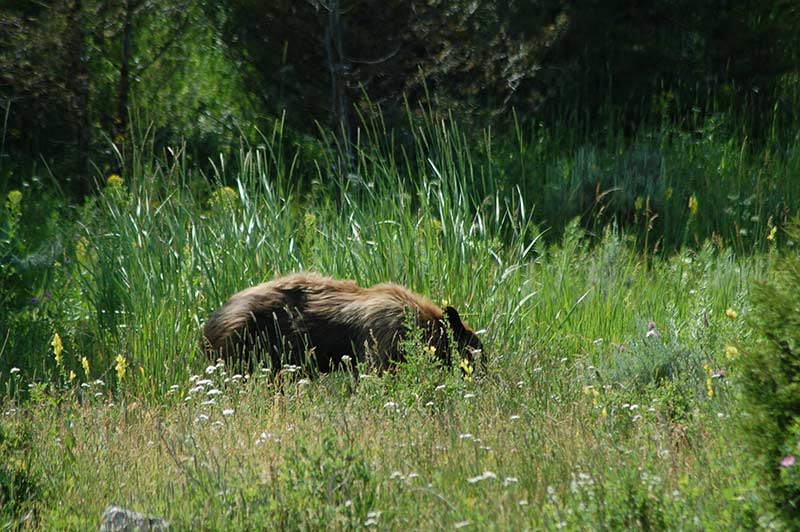 Yellowstone bear in green trees