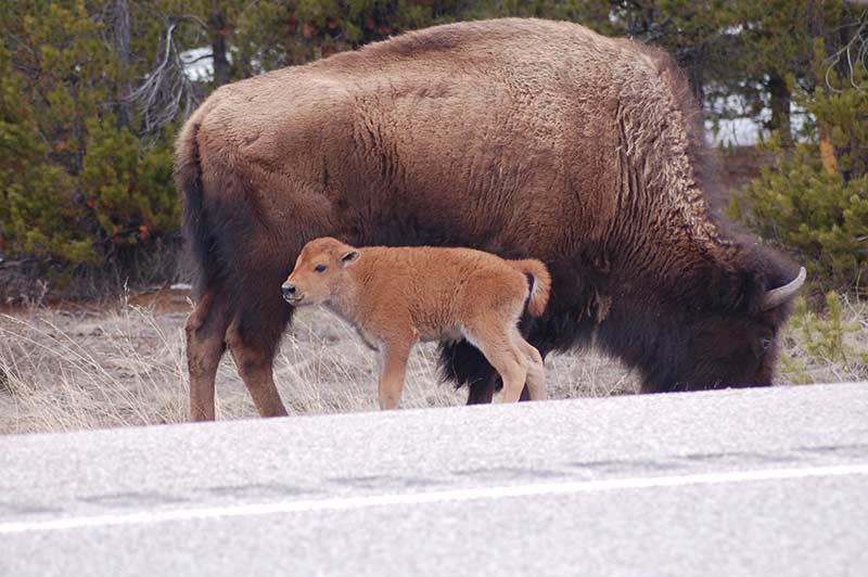 Big bison with calf in Yellowstone tour