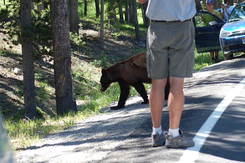 Person taking photo of bear in Yellowstone