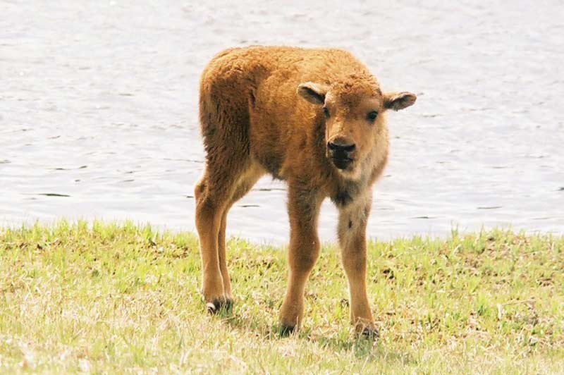 Bison calf in Yellowstone