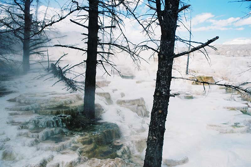 Yellowstone water geyser and trees