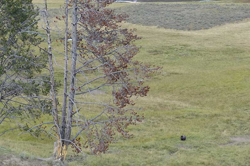 Bear in Yellowstone