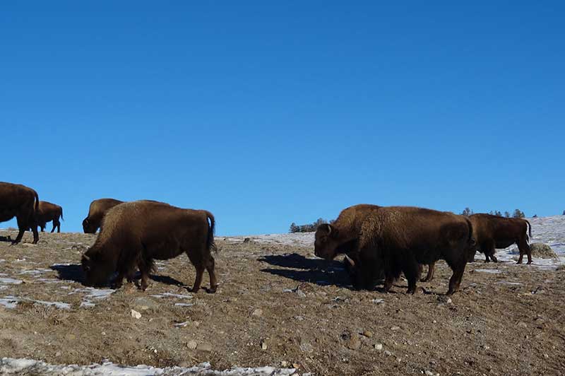 Bison under the blue sky in Yellowstone