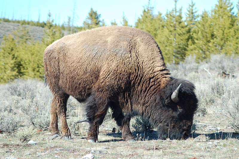 Yellowstone bison