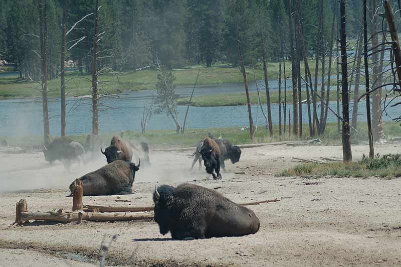 Yellowstone bison
