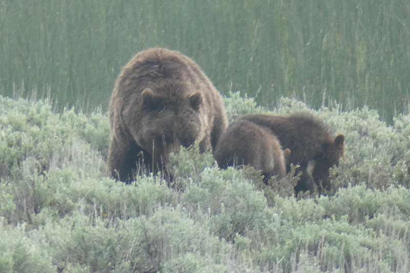 bear tour yellowstone