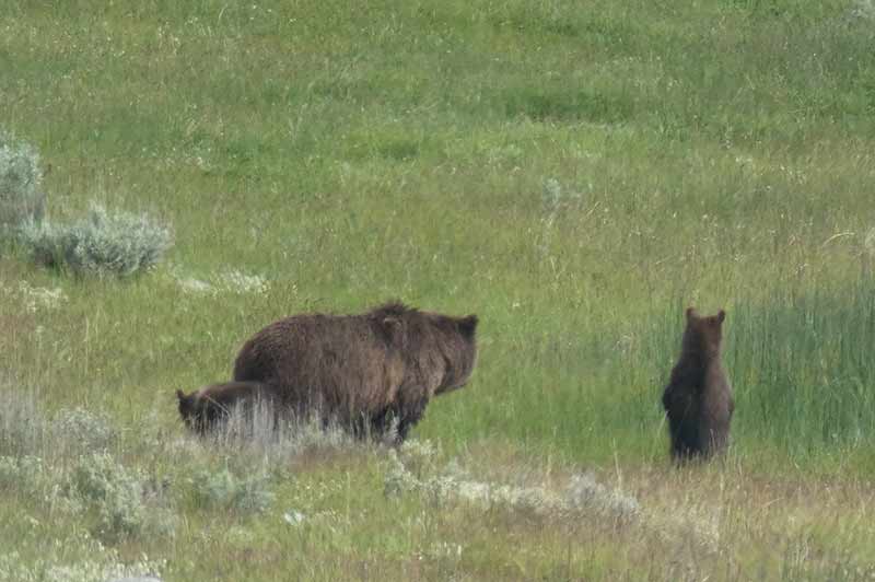 Yellowstone Bear