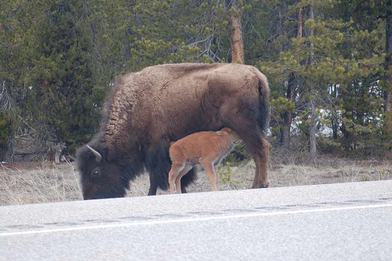 Yellowstone Bison