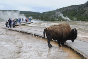yellowstone
