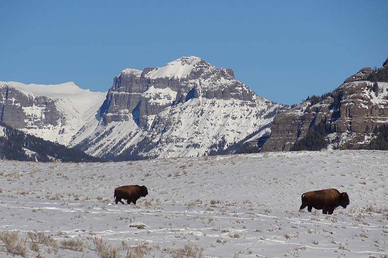 Yellowstone one day tour from Bozeman - Yellowstone Tours