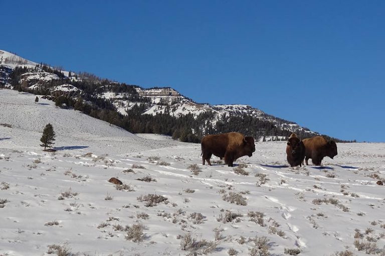Yellowstone multi day tour from Bozeman Yellowstone Tours