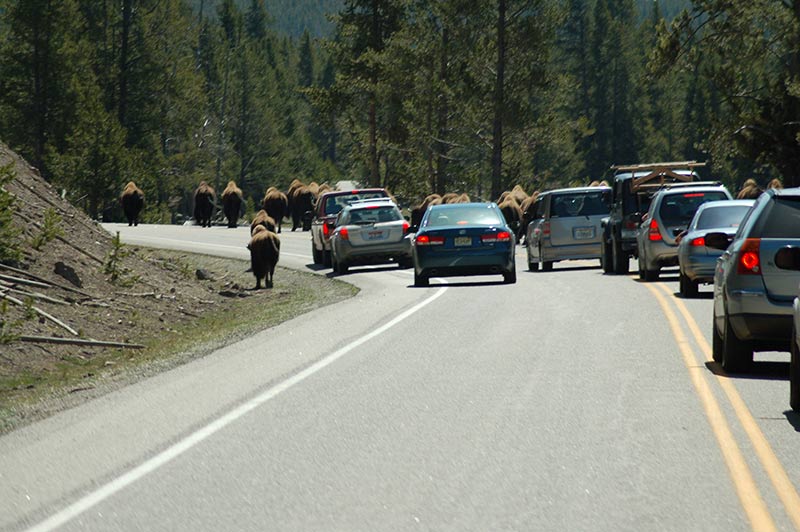 Yellowstone bison on road