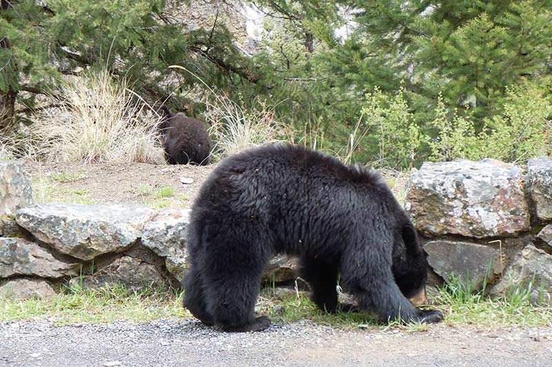 Multi day Yellowstone tour From Idaho Falls - Yellowstone Tours