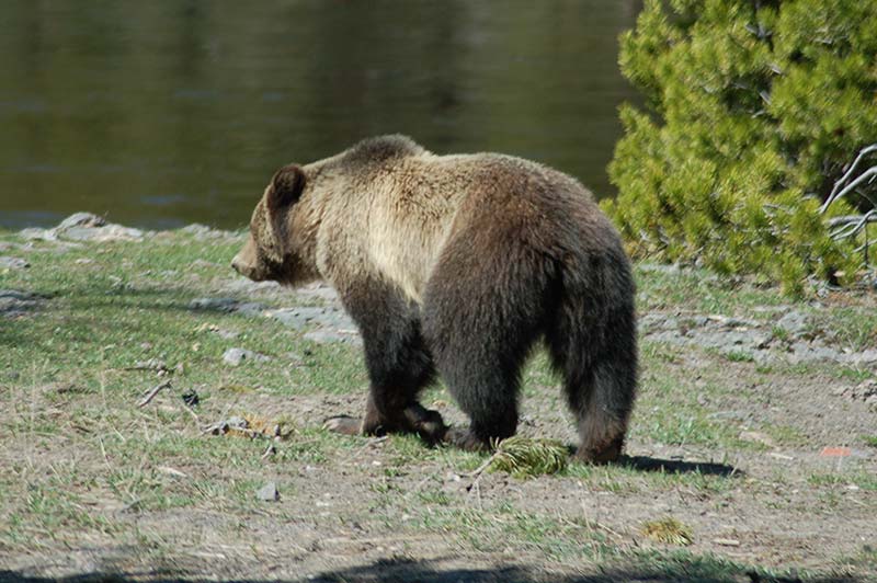 Bear in Yellowstone